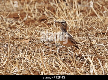 Une plus grande huppe-lark (Alaemon alaudipes) adulte debout dans la prairie sèche à l'île de Santiago, Cap-Vert Avril Banque D'Images