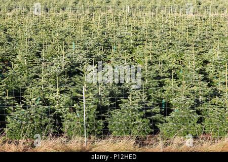 Plantation de sapin Nordmann au Danemark Banque D'Images