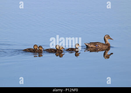 Une fière cane mène ses canetons à travers un lac bleu au printemps. Banque D'Images