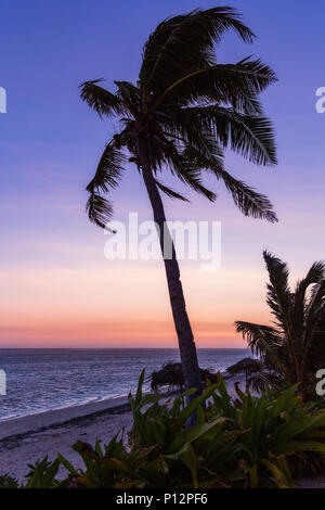 Palmier sur la plage au coucher du soleil, Viti Levu Banque D'Images