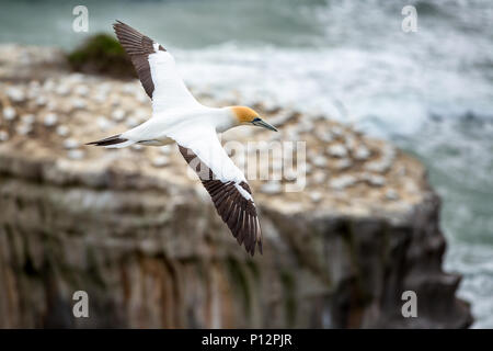 Fou de Bassan (Morus serrator Australasian) en vol, Muriwai Beach, North Island, Auckland, Nouvelle-Zélande, Océanie Banque D'Images