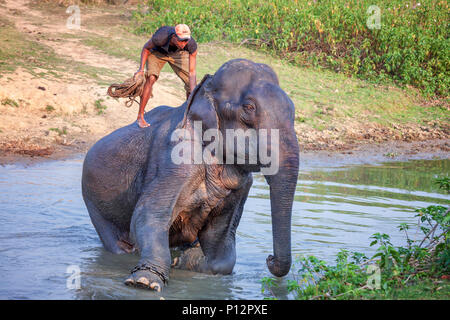 Un homme est Echelle son éléphant dans le parc national de Kaziranga, Assam, Inde Banque D'Images