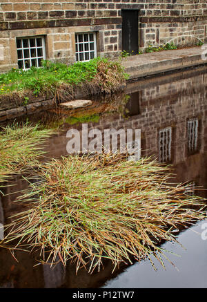 Les herbes dans le bief Banque D'Images