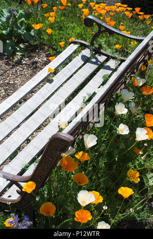 Banc de jardin entouré de coquelicots de Californie Banque D'Images