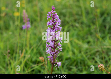 Belle orchidée-parfumé heath (Gymnadenia borealis) croissant sur Wolstonbury Hill (South Downs) dans le West Sussex Banque D'Images