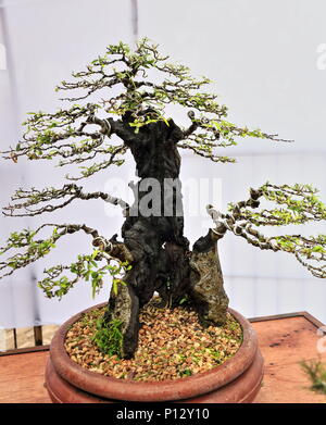 Bonsai ou 'plantation bac'-Japanese art de cultiver les petits arbres dans des conteneurs qui imitent la forme et l'échelle des arbres de taille. Est-Leukosyke est cap Banque D'Images