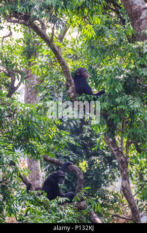 Deux chimpanzés assis détendu, dans un arbre vert reposant, en Sierra Leone, l'Afrique Banque D'Images