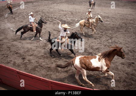 Charros mexicains lasso un cheval à une concurrence charreria à Mexico, 8 juin 2008. Rodéo mâles concurrents sont "Charros", d'où vient le mot Banque D'Images