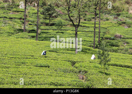 Paysage avec la plantation de thé la cueillette du thé sur les femmes non identifiées, plantation près de Nuwara Eliya, Sri Lanka Banque D'Images