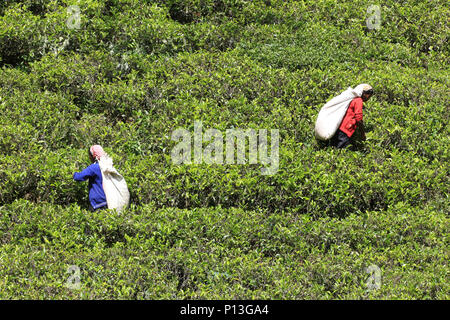 Paysage avec la plantation de thé la cueillette du thé sur les femmes non identifiées, plantation près de Nuwara Eliya, Sri Lanka Banque D'Images