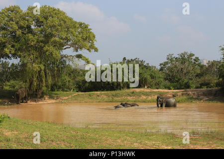 Paysage avec les éléphants du parc national de Yala au Sri Lanka. Banque D'Images