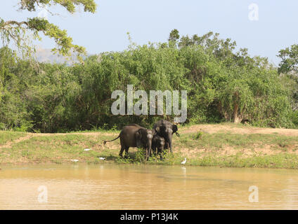 Paysage avec les éléphants du parc national de Yala au Sri Lanka. Banque D'Images