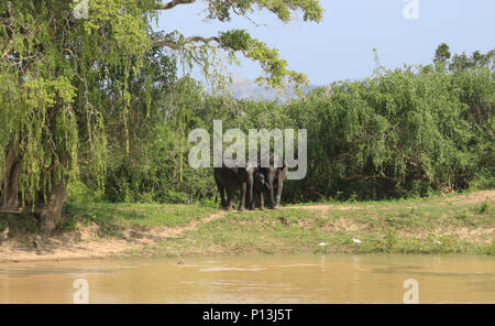 Paysage avec les éléphants du parc national de Yala au Sri Lanka. Banque D'Images