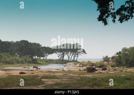 Paysage et vue mer à partir de parc national de Yala au Sri Lanka. Banque D'Images