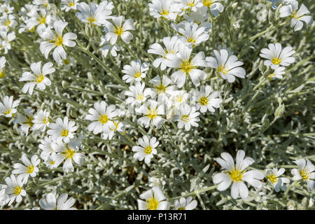 De nombreuses petites fleurs blanches en vue supérieure de meadow Banque D'Images