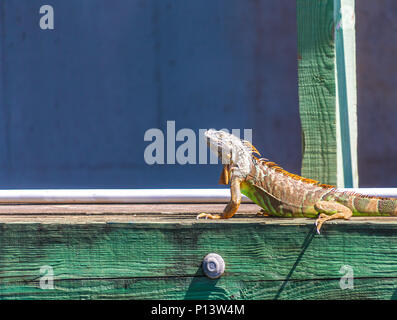 Un grand iguane vert sur un quai dans la voie d'eau Banque D'Images