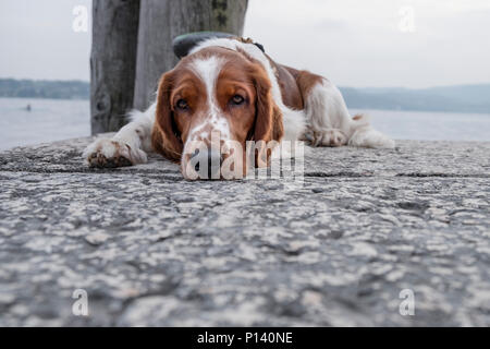 Beau jeune WELSH SPRINGER SPANIEL reposant sur une pierre jetée à la recherche dans l'appareil photo sur une journée ensoleillée. Banque D'Images