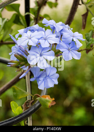 Fleurs bleu pâle de l'offre Cap Plumbago capensis, scrofulaire noueuse, un arbuste de brouillage d'offres Banque D'Images