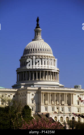 Le dôme du Capitole, bâtiment, vue générale depuis le nord-ouest avec des fleurs de cerisier au fond, Washington, DC, USA Banque D'Images