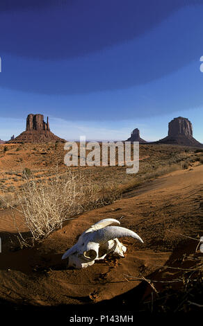 Monument Valley Arizona avec crâne de chèvre au premier plan (un peu rendus dans le PS), USA Banque D'Images