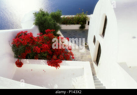 L'île grecque de Santorin, dans l'architecture vernaculaire Thira blanc avec toit terrasse et d'une valeur et de bougainvilliers rouges, avec la Grèce, de l'océan bleu Banque D'Images