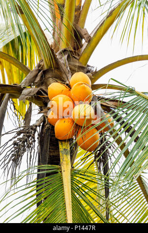 Grappe de souverain jaune coco (Cocos nucifera) originaire de Sri Lanka qui poussent sur un arbre, Horagampita district, près de Galle, une importante culture vivrière locale Banque D'Images