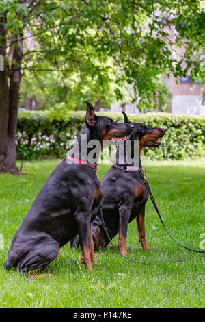 Deux dobermans noir assis sur l'herbe Banque D'Images