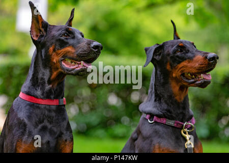 Deux dobermans noir assis sur l'herbe Banque D'Images