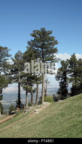 Pins au sommet de la montagnes de Sandia est d'Albuquerque au Nouveau Mexique Banque D'Images