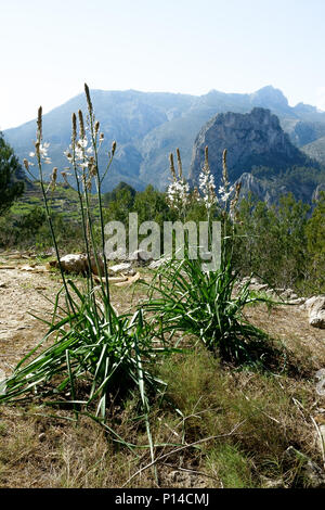 La Sierra Bernia montagne randonnée sur la Costa Blanca, Espagne Banque D'Images