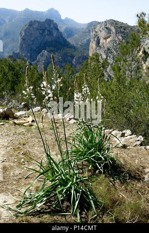 La Sierra Bernia montagne randonnée sur la Costa Blanca, Espagne Banque D'Images