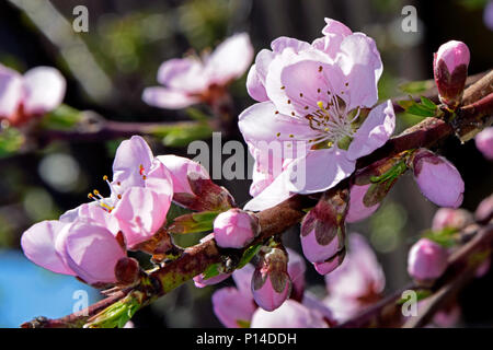 Splendeur de Rose Peach Blossoms à différents stades de floraison, vue rapprochée sur une branche Banque D'Images