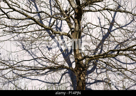 Un arbre jette des ombres de branches et brindilles sur une façade en tôle ondulée. Banque D'Images
