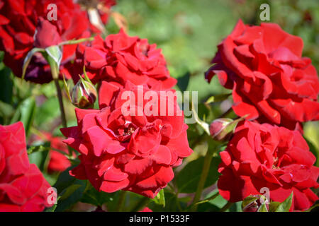 Roses rouges sur El Rosedal Banque D'Images