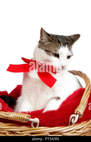 Un chat blanc et marron siège avec un ruban rouge dans un panier en osier, prêt à faire l'objet d'un don Banque D'Images