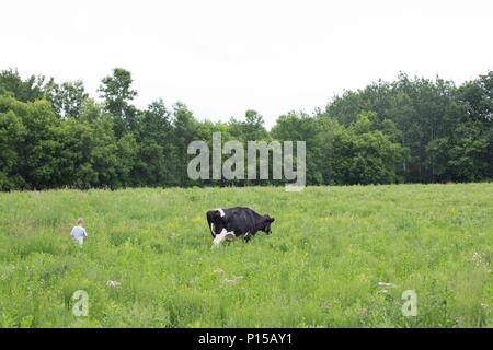 Un jeune garçon et une grande vache Holstein comme vu de dos dans un vert pâturage. Banque D'Images