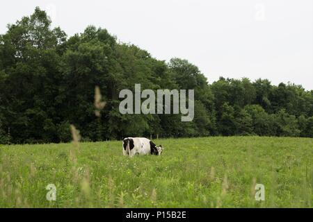 Une vache Holstein blanc et noir seul dans un vert pâturage. Banque D'Images