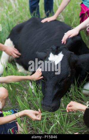 Un groupe de personnes de flatter un jeune Holstein vache couchée dans un pré. Banque D'Images
