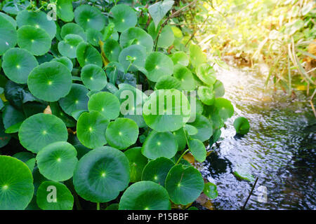 Forme de coeur vert de l'Asiatique ombelle (Centella asiatica),l'alimentation saine contre le bois. Banque D'Images