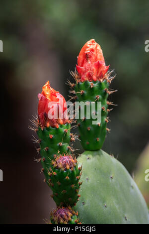 Le figuier de Barbarie (Opuntia côtières littoral) vu ici à Orange County en Californie fleurs entre les mois de mai et juin.Les fruits sont comestibles Banque D'Images