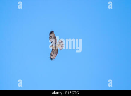 Buse à queue rouge sauvage juvénile (Buteo jamaicensis ) voler au-dessus de son habitat naturel d'Orange County California USA Banque D'Images