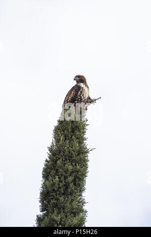 Buse à queue rouge juvénile ( Buteo jamaicensis ) dans son habitat naturel de Orange County California USA Banque D'Images