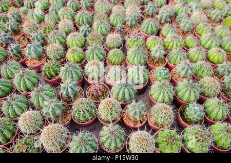Close-up of cactus tree en stock. Banque D'Images