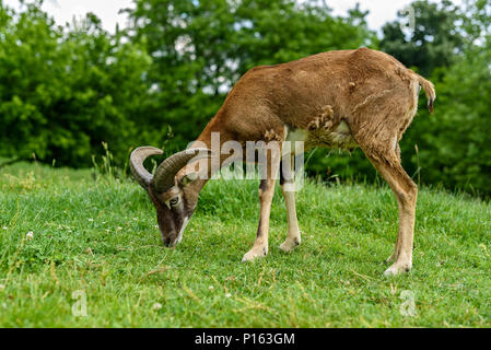 Jeune européen mouflon (Ovis ammon musimon) Banque D'Images