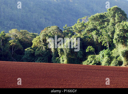 Domaine de la terre rouge, viré de la canne à sucre, contre fond de forêt tropicales humides, Goldsborough Valley, près de Cairns, Queensland, Australie Banque D'Images