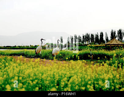 Zhangye, la province de Gansu. 11 Juin, 2018. Grues à couronne rouge à pied à l'Zhangye Zhangye en parc national des zones humides, dans le nord-ouest de la Chine, la province de Gansu, le 11 juin 2018. Crédit : Chen Li/Xinhua/Alamy Live News Banque D'Images