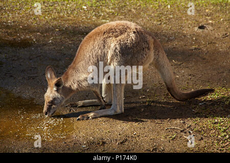 Le kangourou gris (Macropus giganteus), l'Australie Banque D'Images