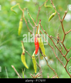 Poivrons rouges et verts dans le jardin en pleine croissance Banque D'Images