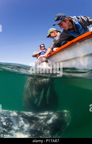 Baleine grise de Californie, veau Eschrichtius robustus, sous l'eau avec les touristes excités dans la lagune de San Ignacio, Baja California Sur, Mexique Banque D'Images