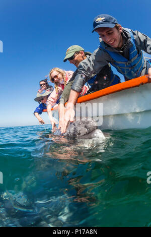 Baleine grise de Californie, veau Eschrichtius robustus, sous l'eau avec les touristes excités dans la lagune de San Ignacio, Baja California Sur, Mexique Banque D'Images